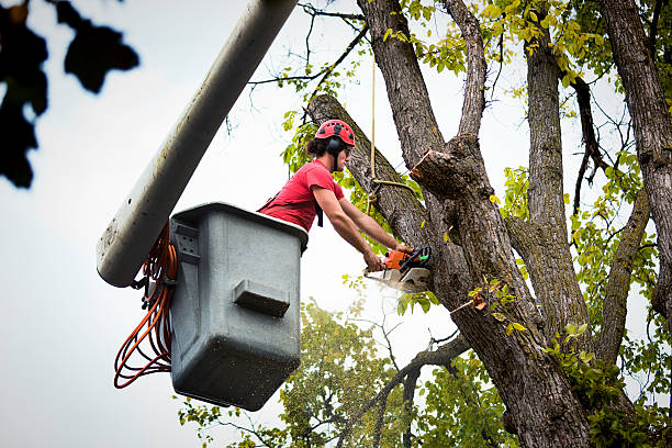  Willmar, MN Tree Removal and Landscaping Services Pros